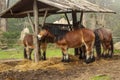 Beautiful brown horses at meal time in Sintra Pena park , Royalty Free Stock Photo