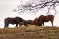 Beautiful brown horses