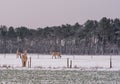 Beautiful brown horses standing in a white snowy pasture, winter season at the country side, peaceful nature scenery Royalty Free Stock Photo