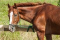 Beautiful brown hourse.