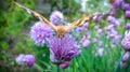 A beautiful brown huge butterfly is played on the purple flowers of an onion on a warm summer day 8. Macro face.