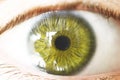 Beautiful brown human eye very close up macro photography Royalty Free Stock Photo