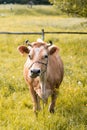 Beautiful brown Jersey cow relaxing and eating on warm spring field Royalty Free Stock Photo