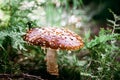 Beautiful brown large fly agaric in the autumn forest
