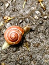 Beautiful brown large snail with a spiral shell