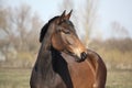Beautiful brown latvian horse portrait