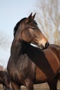 Beautiful brown latvian horse portrait