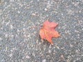 Beautiful brown leaf in the garden at Heusenstamm in Germany. Royalty Free Stock Photo