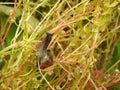 Little brown snail on wild plants, Lithuania