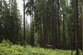 Beautiful brown lonely horse Royalty Free Stock Photo