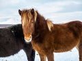 Beautiful brown long hair Icelandic horse