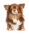 Beautiful brown longhaired Chihuahua dog on white Royalty Free Stock Photo