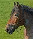 A beautiful brown majestic horse roaming outdoor on a lush field during the daytime. Closeup of a grown mare standing on Royalty Free Stock Photo