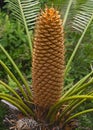 Beautiful brown male cone of cycad tree