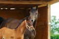 Beautiful brown mare breed arabian thoroughbred with her little foal in the stable Royalty Free Stock Photo