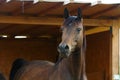 Beautiful brown mare breed arabian thoroughbred with her little foal in the stable Royalty Free Stock Photo