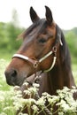 Beautiful brown mare with halter