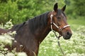 Beautiful brown mare with halter