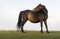 Beautiful brown mare horse