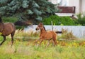 Beautiful brown mare of purebred arabian breed runs across the meadow in the paddock with her newborn foal Royalty Free Stock Photo