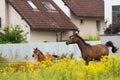 Beautiful brown mare of purebred arabian breed runs across the meadow in the paddock with her newborn foal Royalty Free Stock Photo