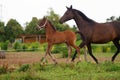 Beautiful brown mare of purebred arabian breed runs across the meadow in the paddock with her newborn foal Royalty Free Stock Photo