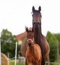 Beautiful brown mare of purebred arabian breed runs across the meadow in the paddock with her newborn foal