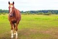 Beautiful brown muscular horse stands in the pasture, in the field, on the ranch, posing and looking at the camera Royalty Free Stock Photo