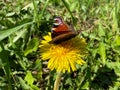 Beautiful brown natural butterfly cabbage sits on a yellow dandelion flower on green grass Royalty Free Stock Photo