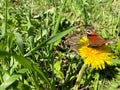 Beautiful brown natural butterfly cabbage sits on a yellow dandelion flower on green grass Royalty Free Stock Photo