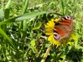 Beautiful brown natural butterfly cabbage sits on a yellow dandelion flower on green grass Royalty Free Stock Photo