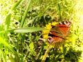 Beautiful brown natural butterfly cabbage sits on a yellow dandelion flower on green grass Royalty Free Stock Photo