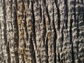 Beautiful brown natural trunk bark of a tropical southern palm tree. Background, texture Royalty Free Stock Photo