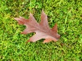 Brown autumn oak tree leaf, Lithuania Royalty Free Stock Photo