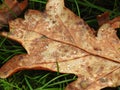 Old brown oak tree leaf, Lithuania Royalty Free Stock Photo