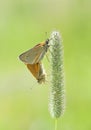 Beautiful brown orange butterflys