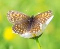 Beautiful brown orange butterflys