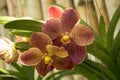 Beautiful brown orchid flowers in the tropical garden