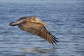 Beautiful Brown Pelican Royalty Free Stock Photo