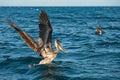 Brown pelican in the sea Royalty Free Stock Photo