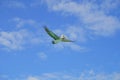 Beautiful brown pelicans flying in the sky over a wooden pier in Caribbean sea in Puerto Morelos Royalty Free Stock Photo