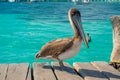 Beautiful brown pelicans over a wooden pier in Puerto Morelos in Caribbean sea next to the tropical paradise coast Royalty Free Stock Photo