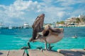 Beautiful brown pelicans over a wooden pier in Puerto Morelos in Caribbean sea next to the tropical paradise coast Royalty Free Stock Photo