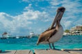 Beautiful brown pelicans over a wooden pier in Puerto Morelos in Caribbean sea next to the tropical paradise coast Royalty Free Stock Photo