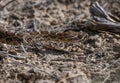 A Beautiful Brown Prairie Rattlesnake Searching for Food