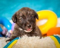 Monthly puppy on a blue background with bright toys. Cute little brown puppy in a photo studio. Funny little dog.
