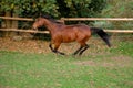 a beautiful brown quarter horse with black hair is running on the paddock Royalty Free Stock Photo