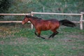 A beautiful brown quarter horse is running on the paddock Royalty Free Stock Photo