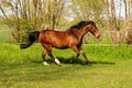 A beautiful brown quarter horse is running on the paddock Royalty Free Stock Photo