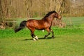 A beautiful brown quarter horse is running on the paddock Royalty Free Stock Photo